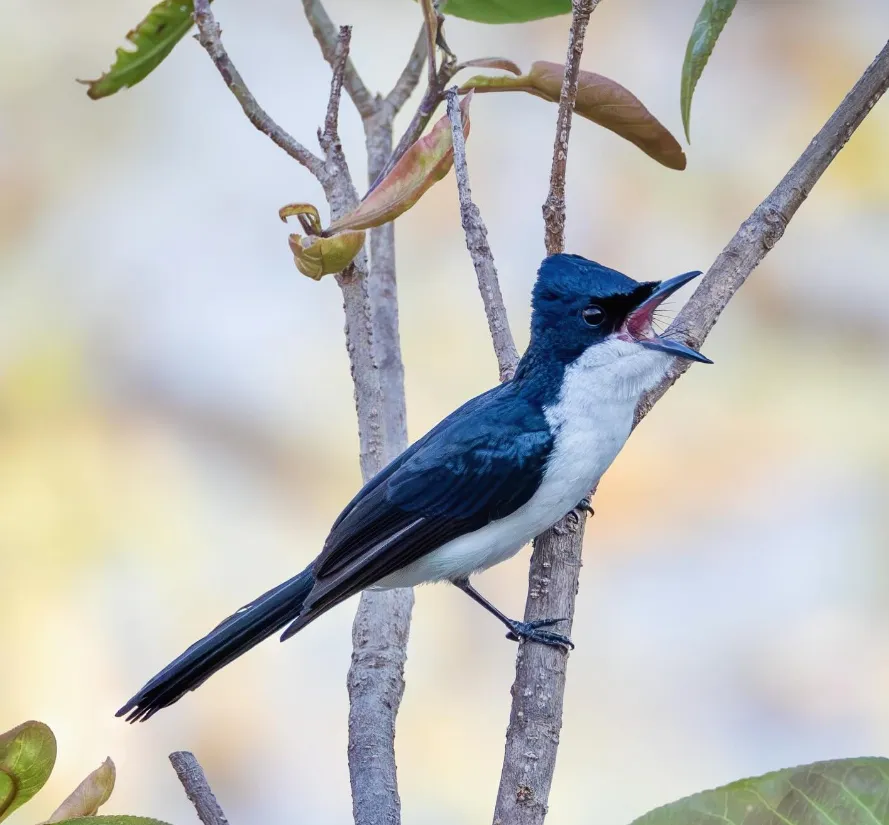 Birdwatching Experiences Outside of Kakadu National Park