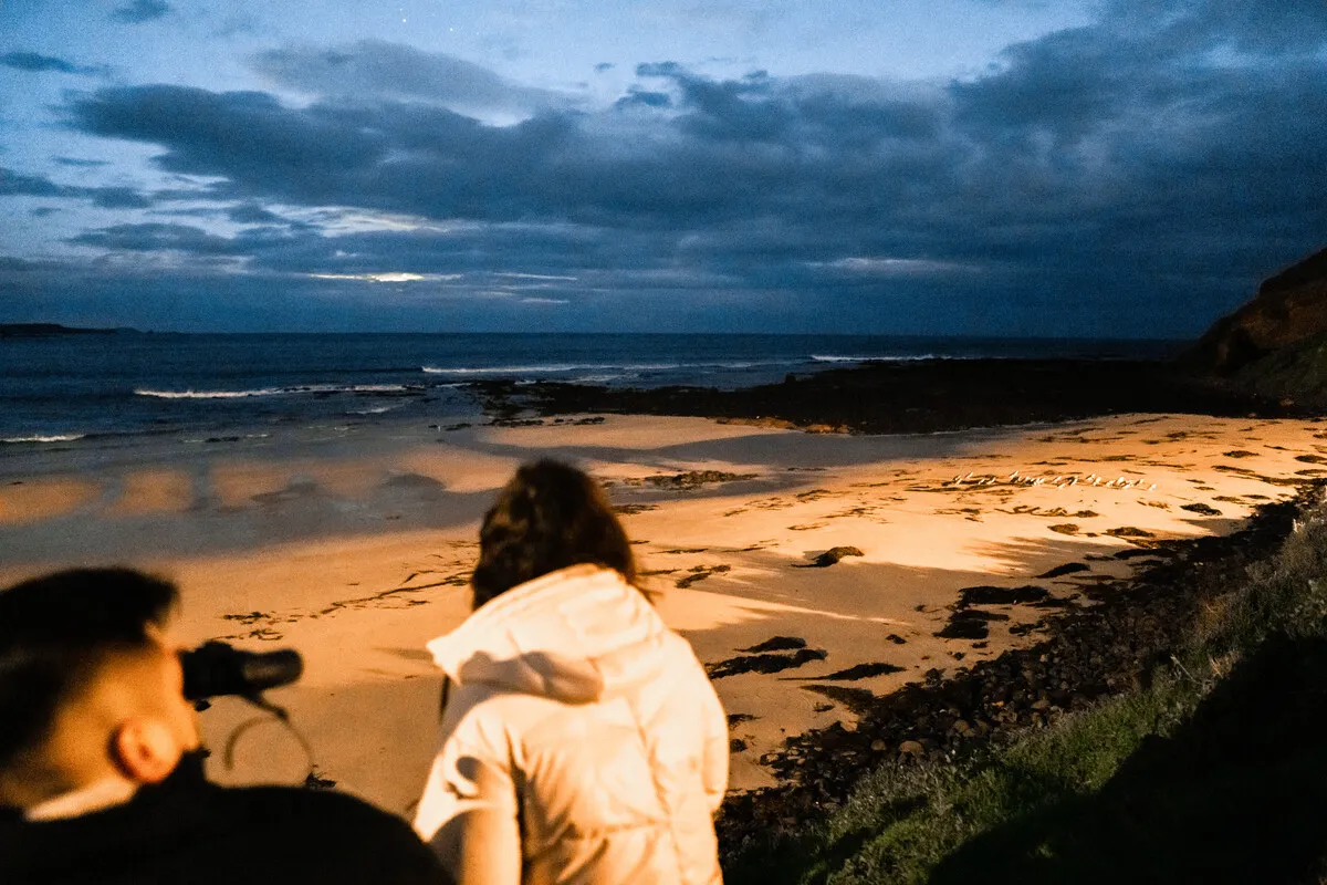 What is the Penguin Parade