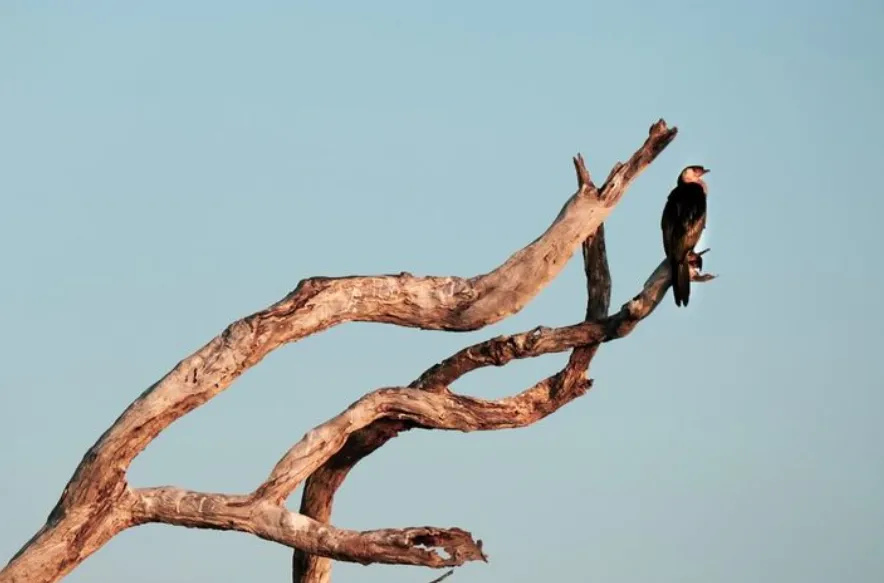 Why Kakadu National Park is a Paradise for Birdwatching