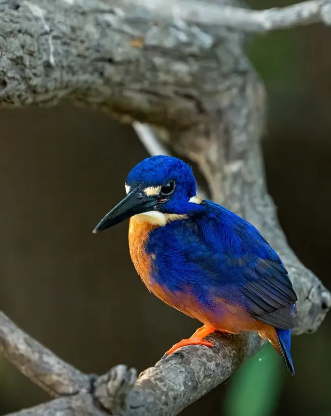 Yellow Water Billabong