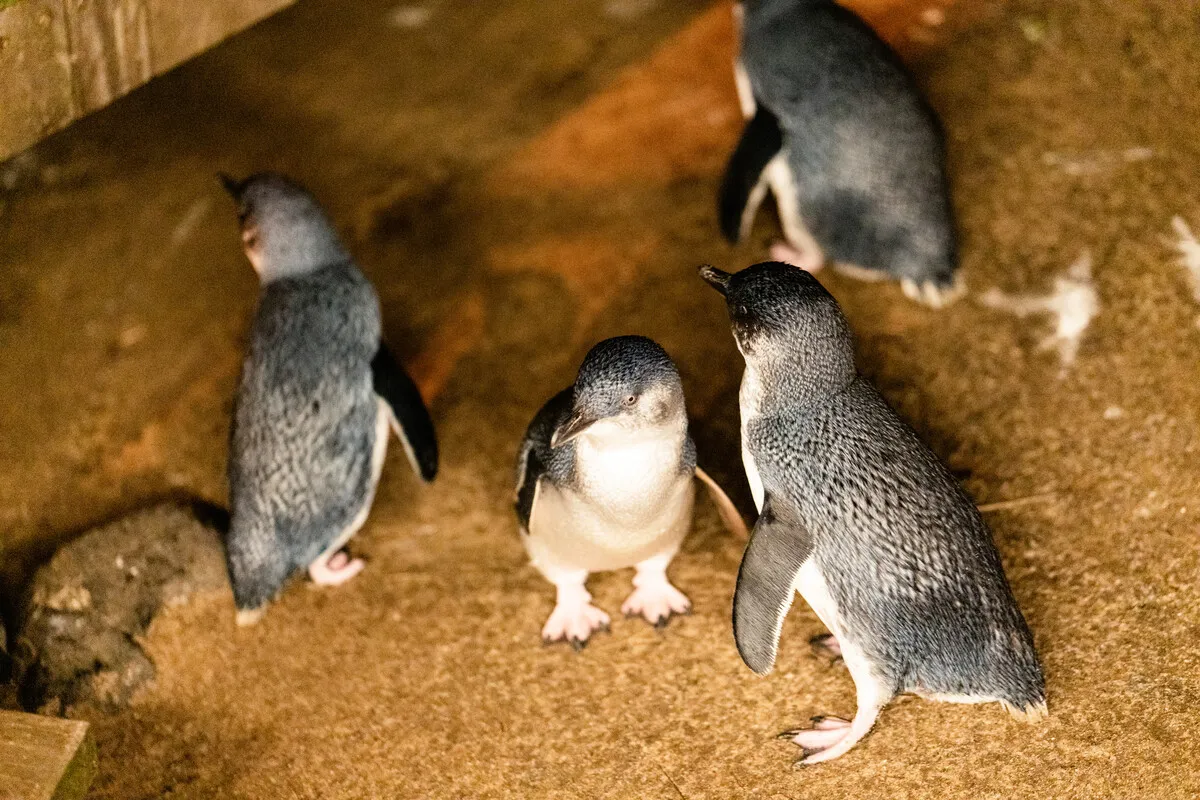 drive from Melbourne