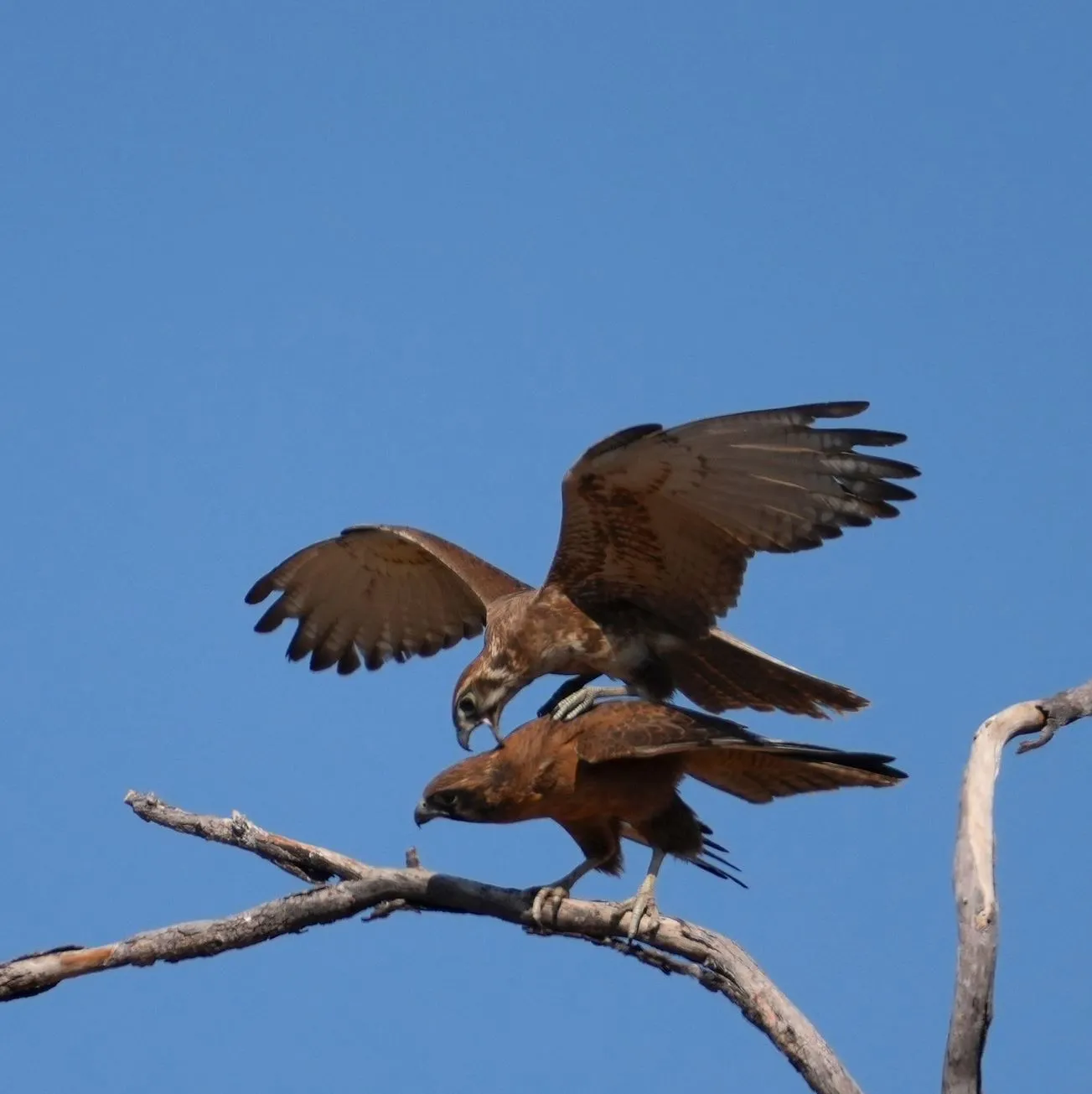 Birdwatching, Katherine Gorge
