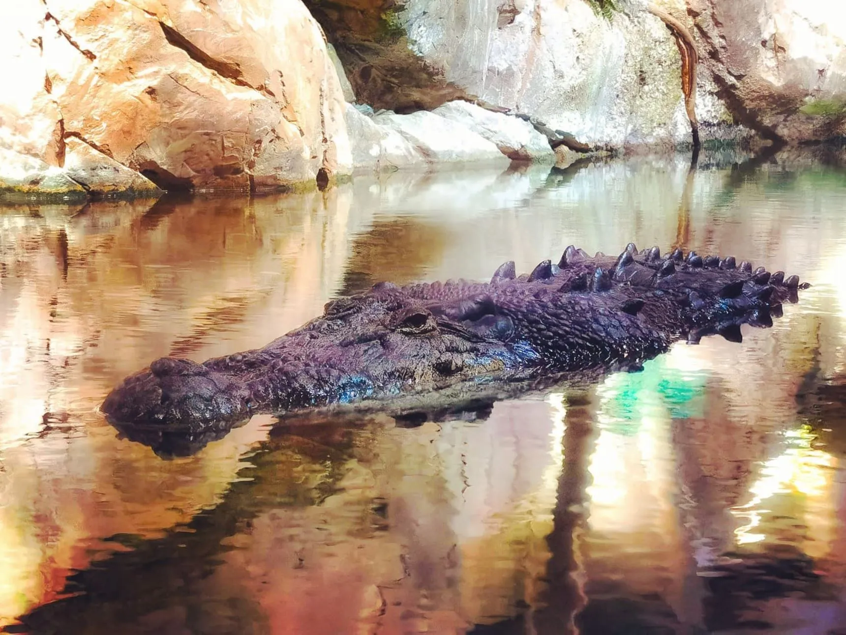 Saltwater Crocodiles, Katherine River