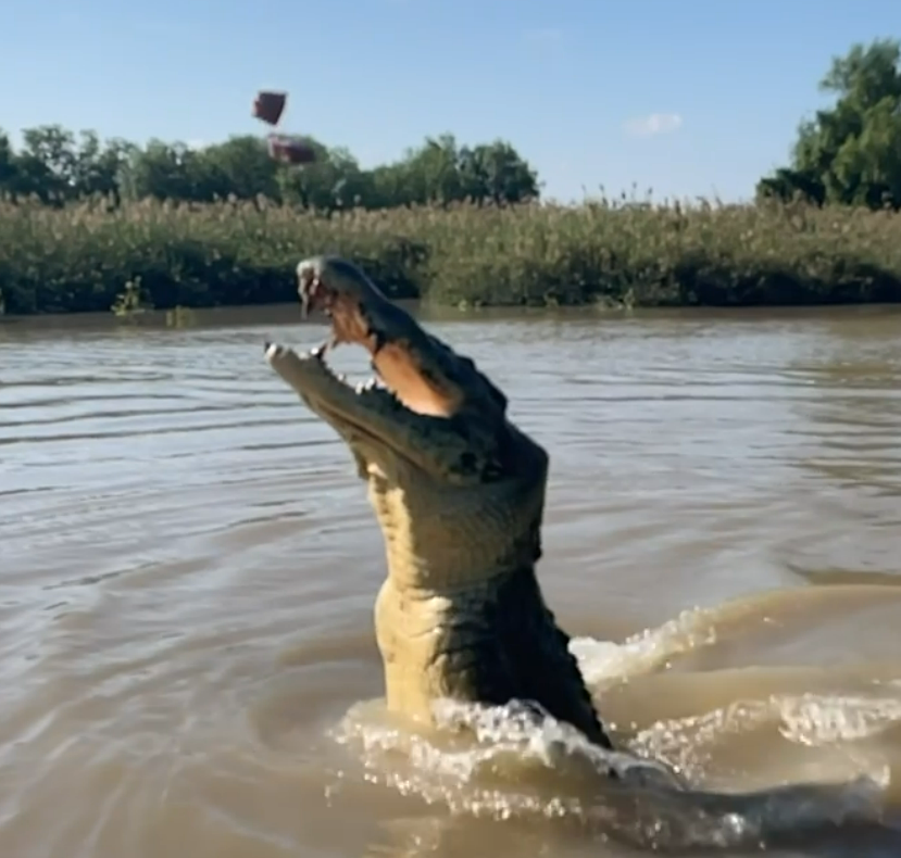 jumping croc tour darwin