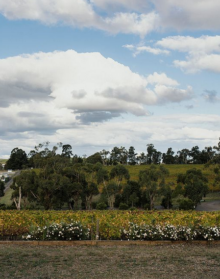 things to do in yarra valley