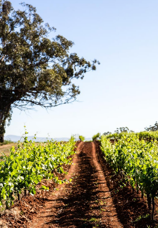 hunter valley wine tours