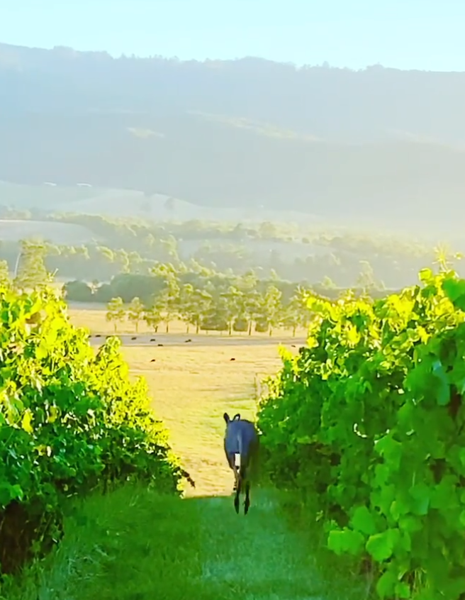 private mornington peninsula wine tours