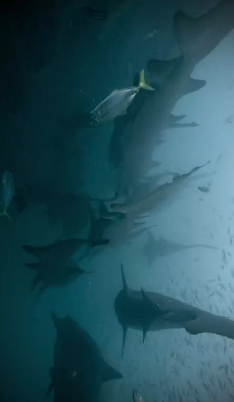 whale shark tours exmouth