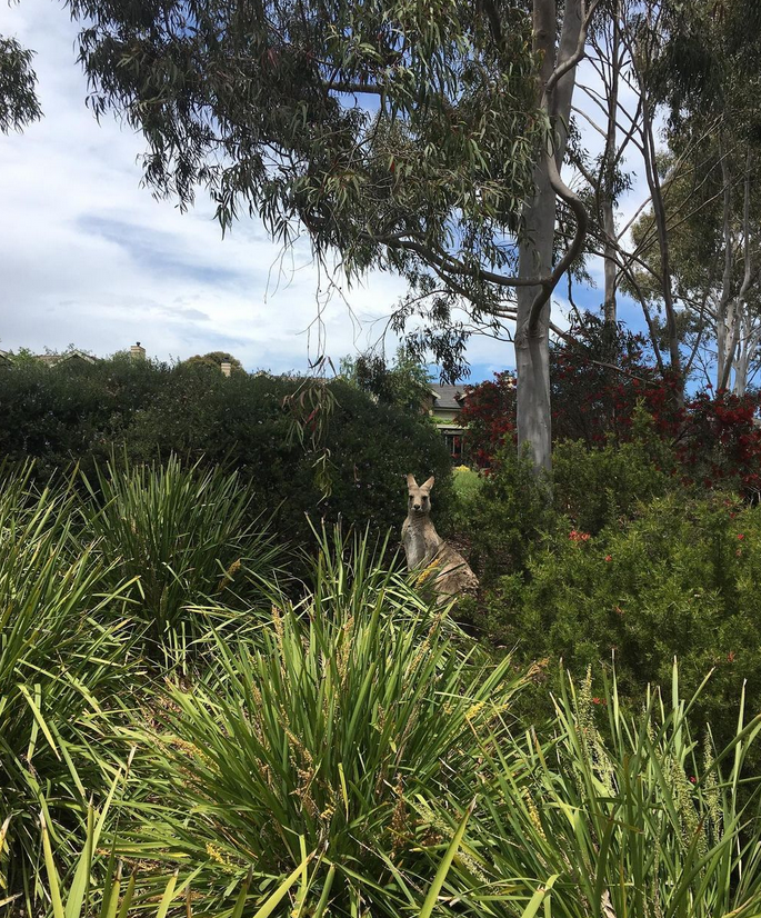 yarra valley things to do