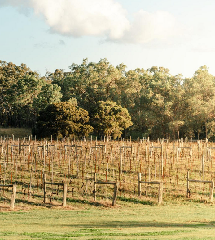 wine tours hunter valley