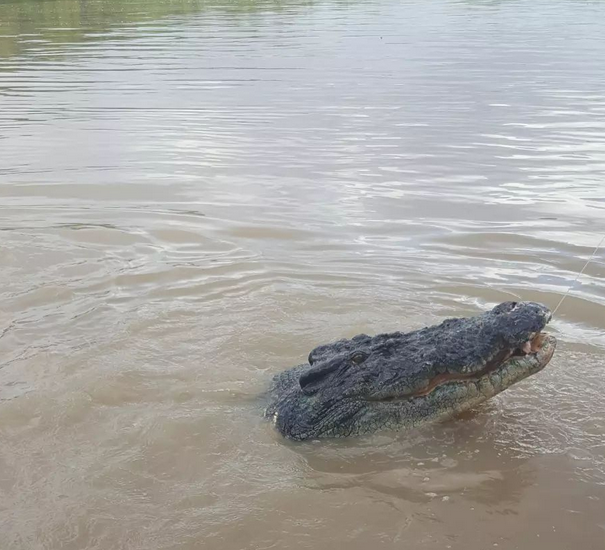darwin croc tour
