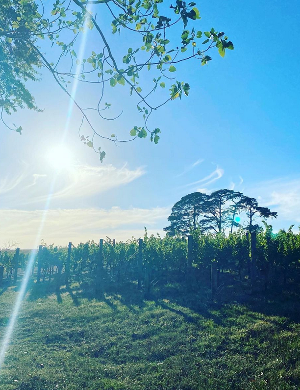 mornington peninsula winery tours