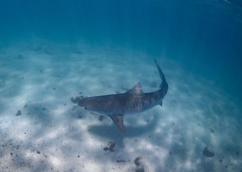 ningaloo whale shark tours