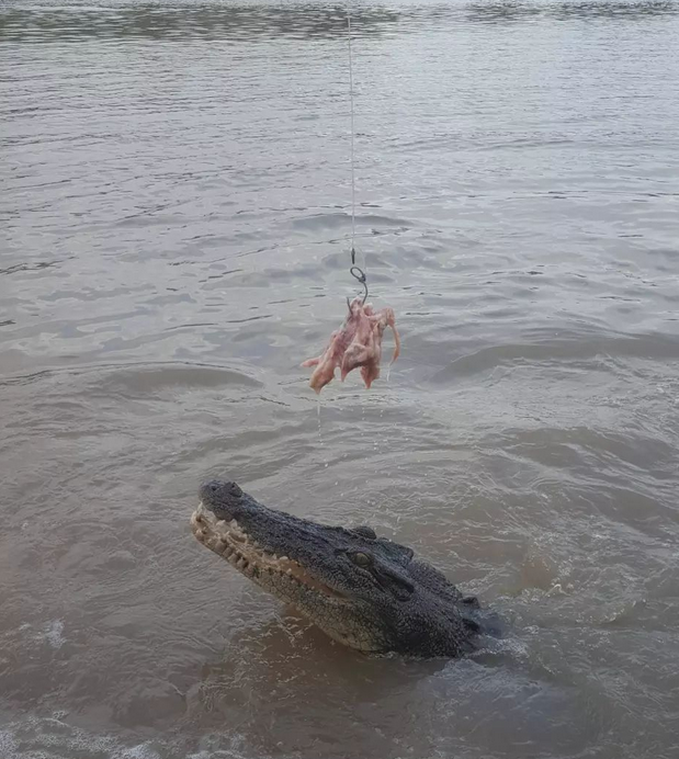 darwin croc tours