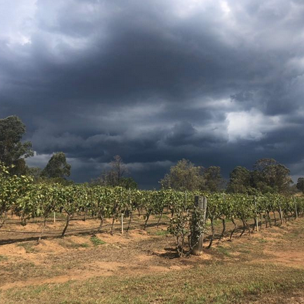 hunter valley wine tour