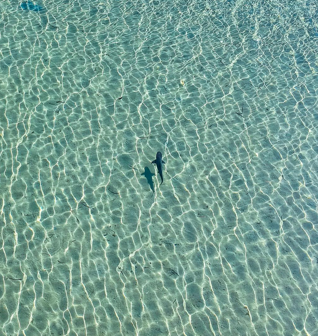 whale shark tour exmouth