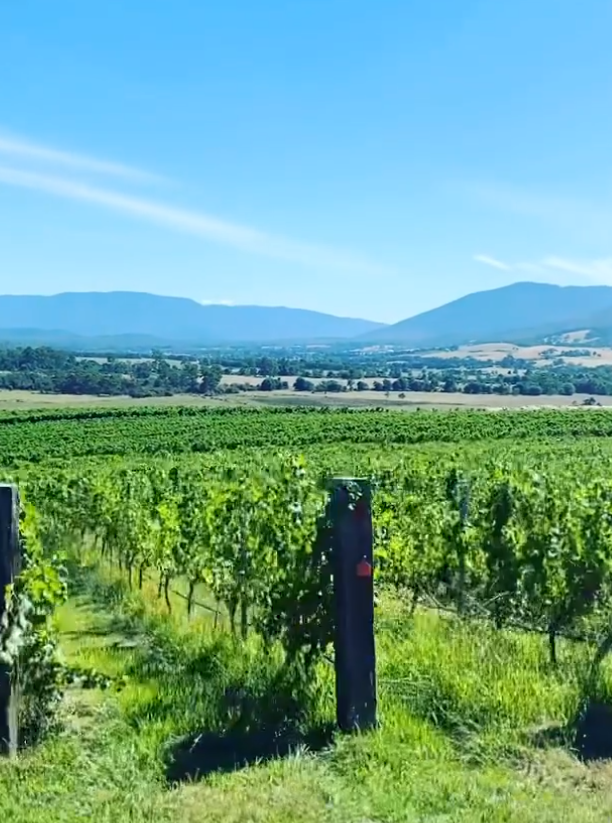 mornington winery tours