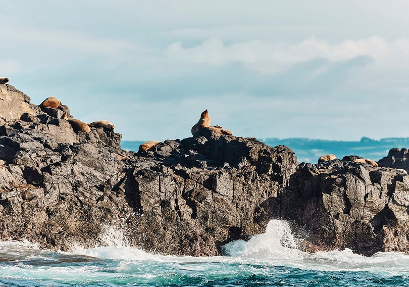 phillip island day trip