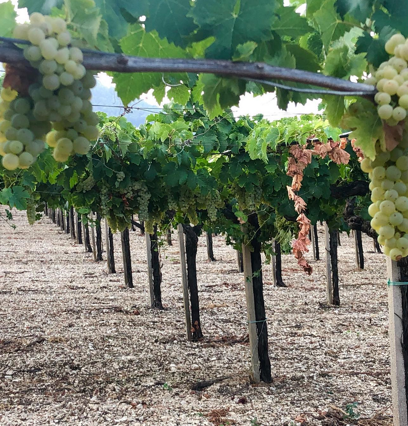 wine tour hunter valley