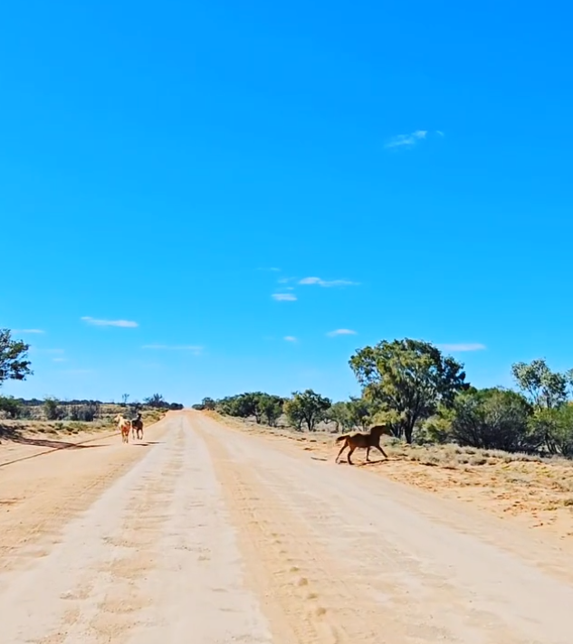 day trip from alice springs