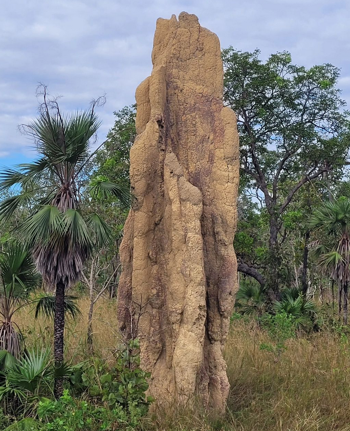 tours to litchfield national park