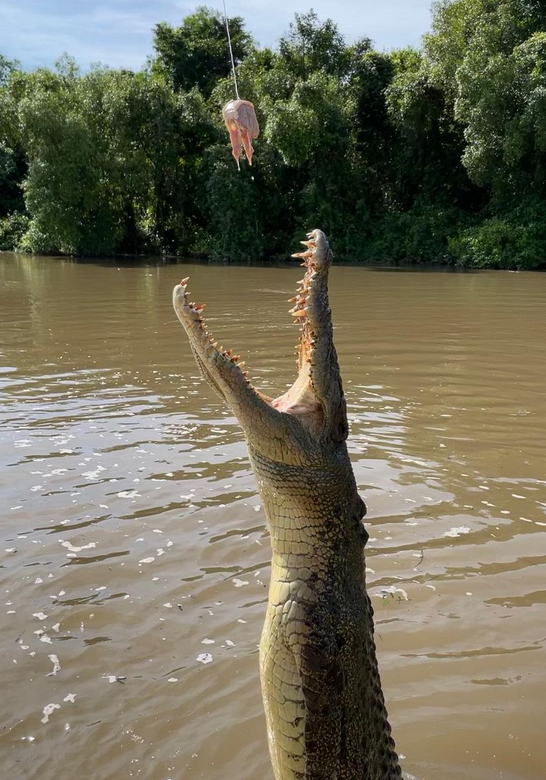 jumping croc tours