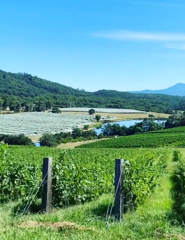 winery tours mornington