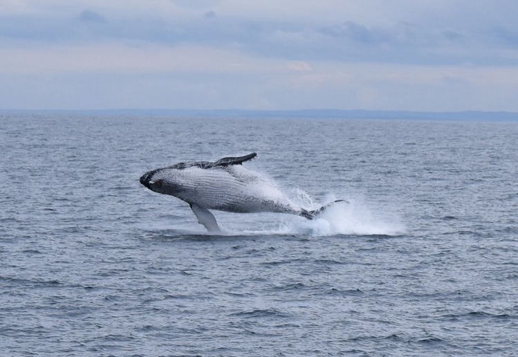 day trip to phillip island