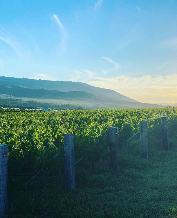 mornington peninsula wine tour