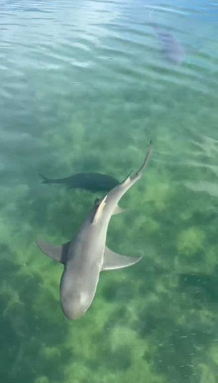 best whale shark tour exmouth