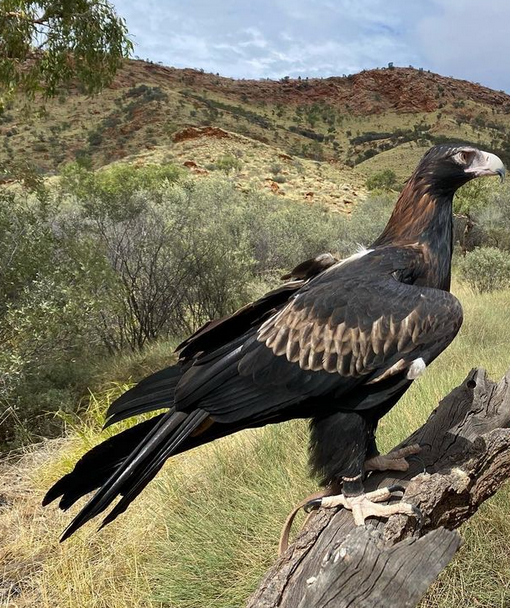 alice springs uluru tour