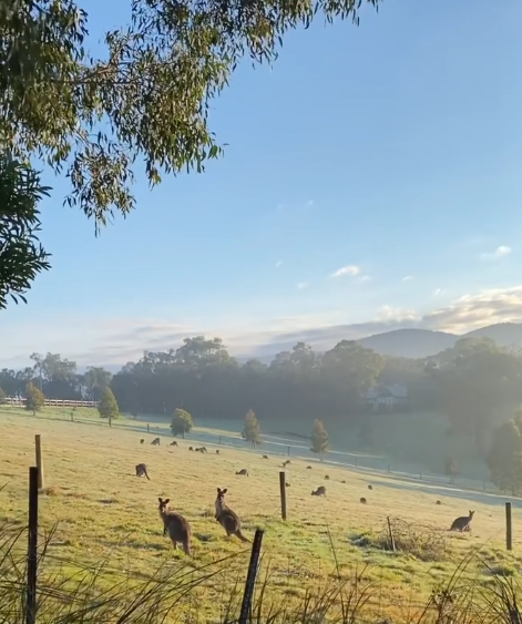 peninsula wine tours