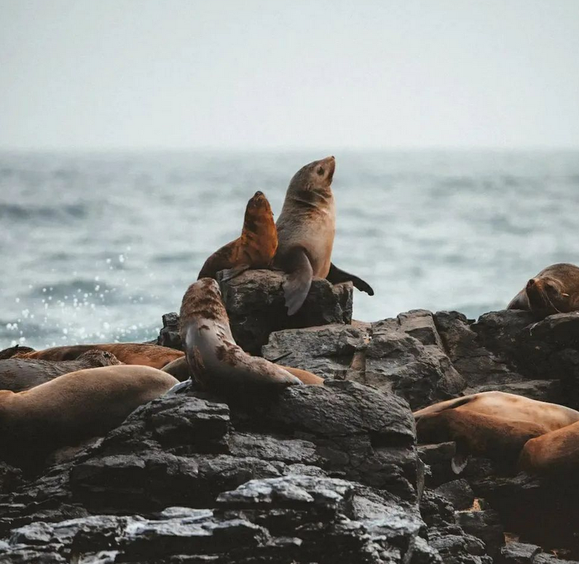 phillip island day tours