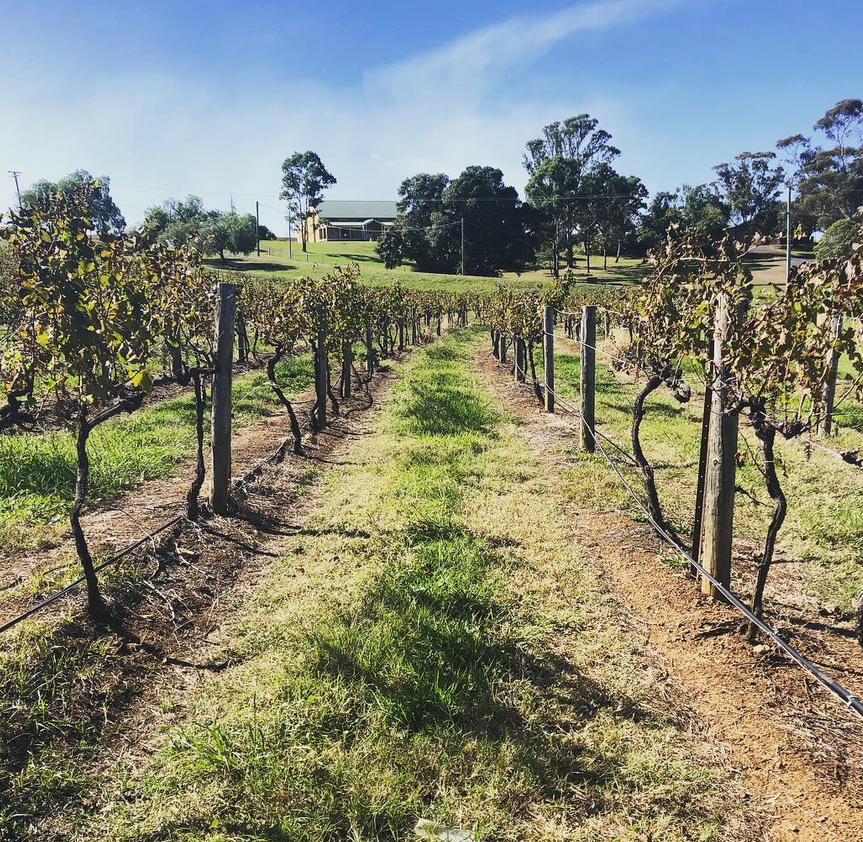wine tasting tour hunter valley