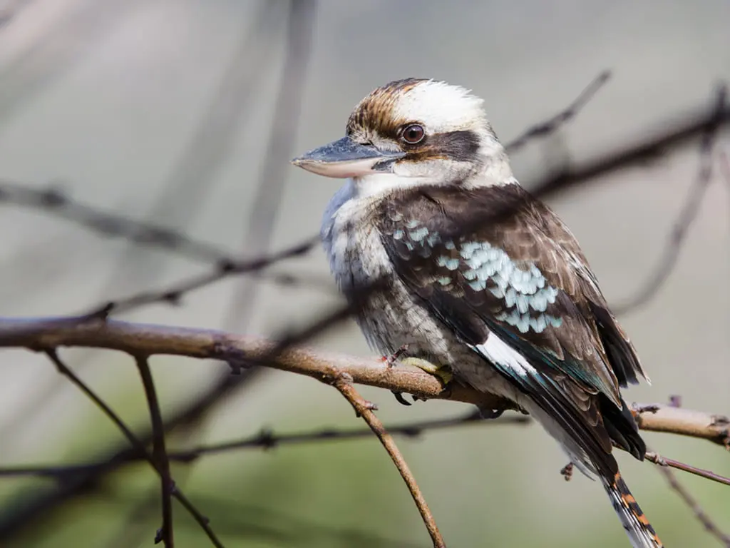 grampians tour from melbourne