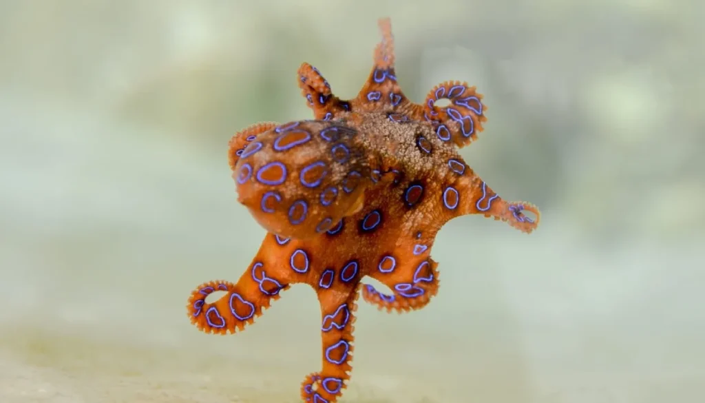 Blue-ringed octopus