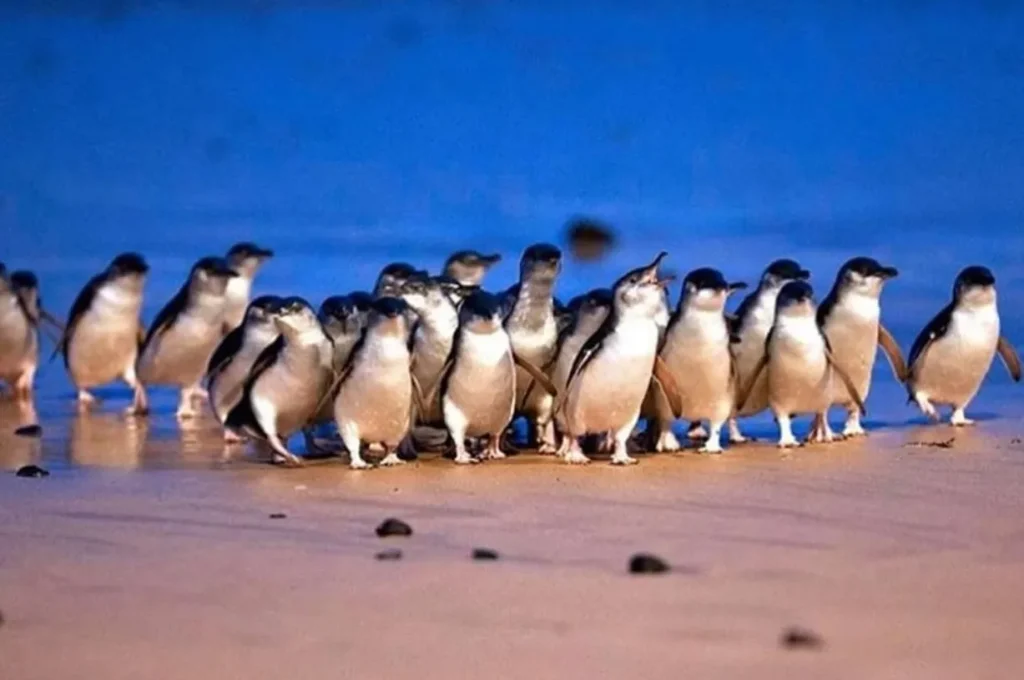 Penguin Parade