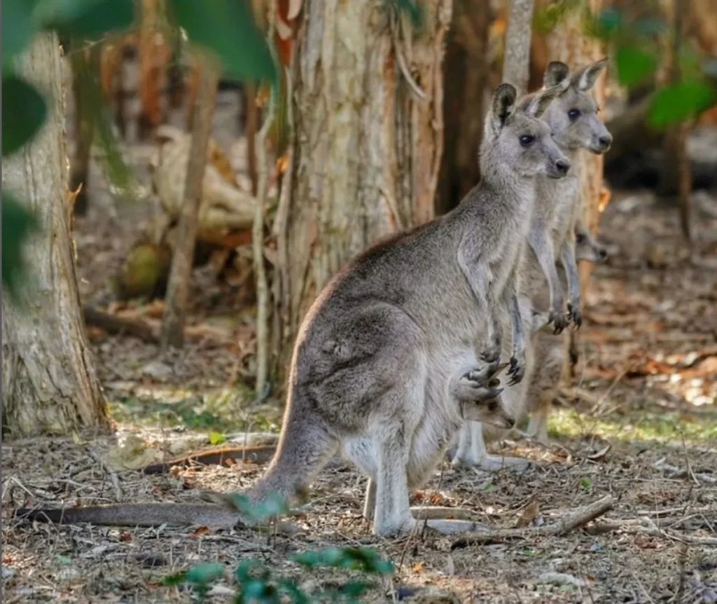 grey kangaroos
