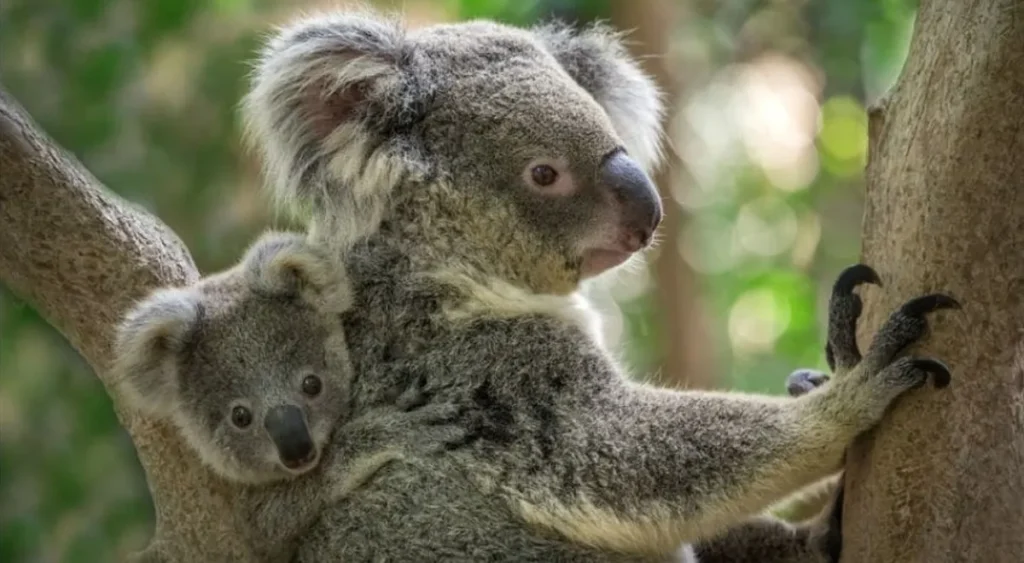 koalas Australia