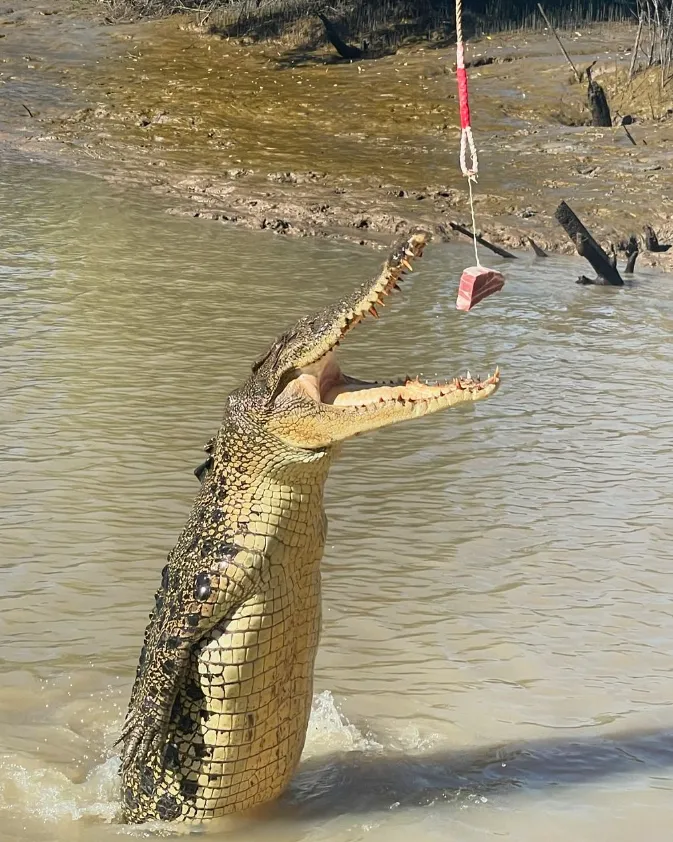 Best Months for Crocodile Tours in Darwin