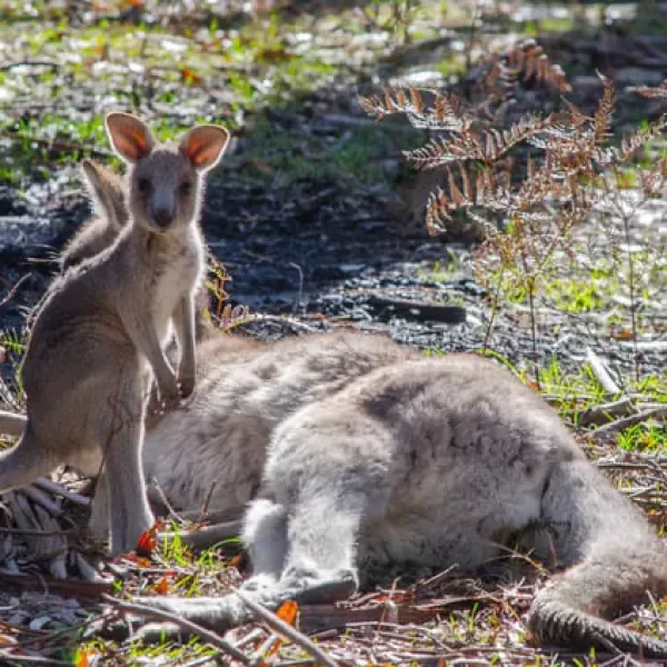 grampians tour